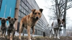 Što trebate znati o hijerarhiji psa jata